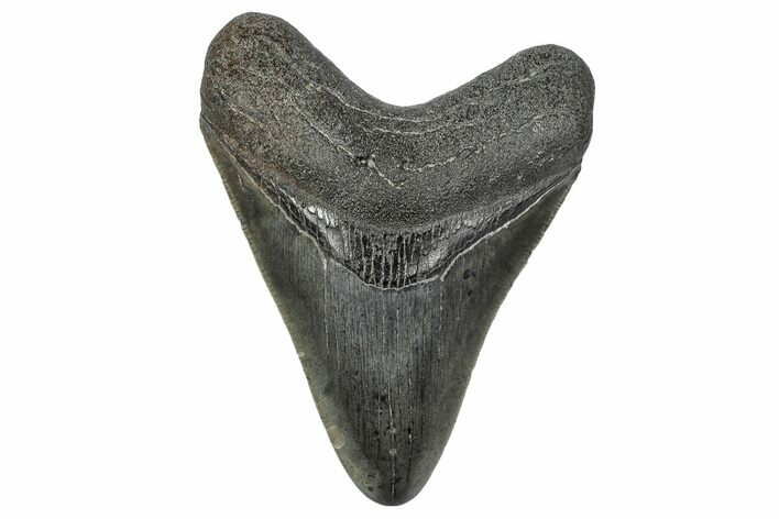 Serrated, Fossil Megalodon Tooth - South Carolina #341496